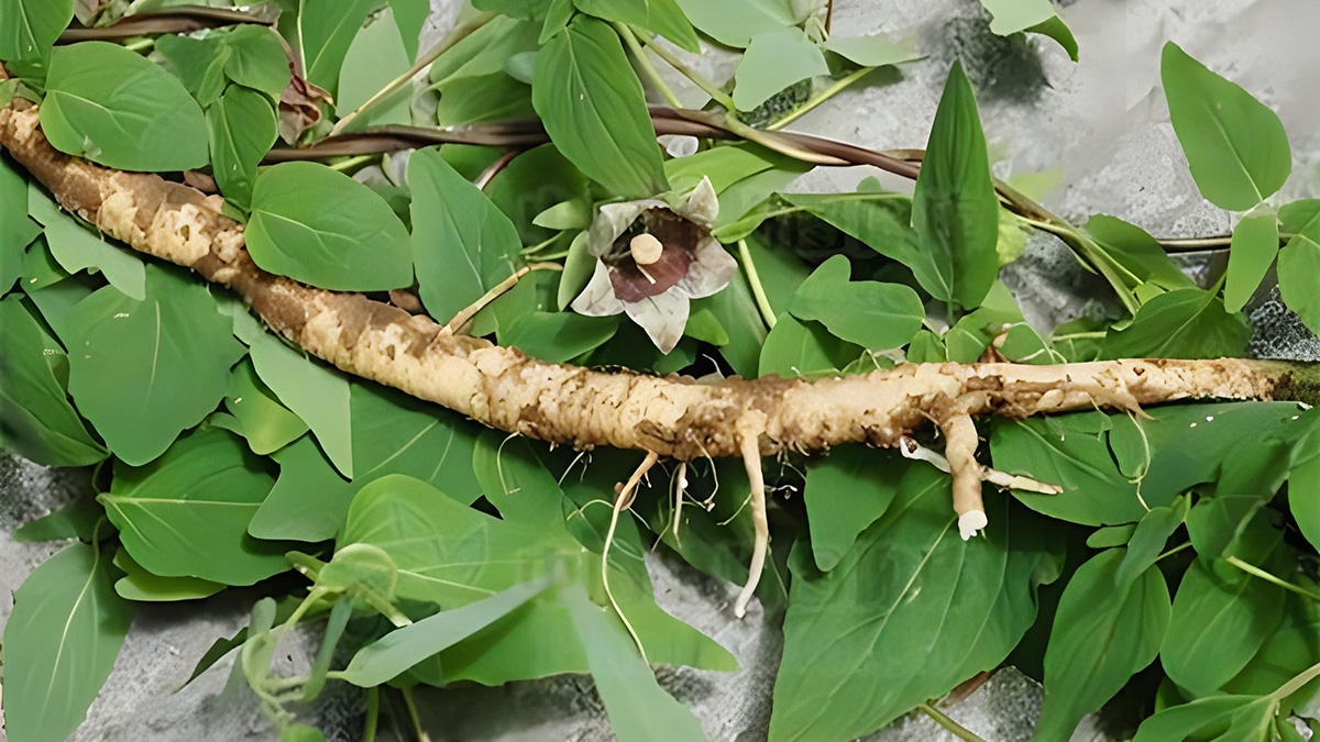 Radix codonopsis herb